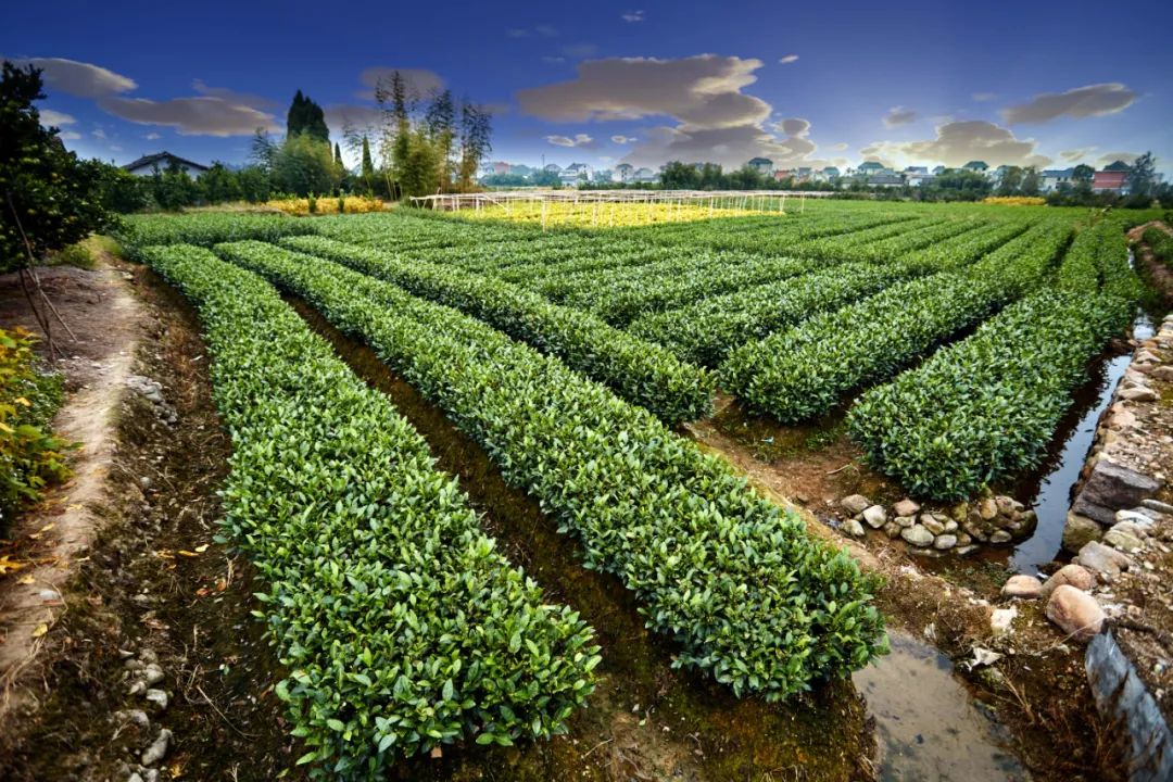 農(nóng)村生活污水處理設計選型和問題不足(圖2) 農(nóng)村生活污水處理設計選型和問題不足(圖2)